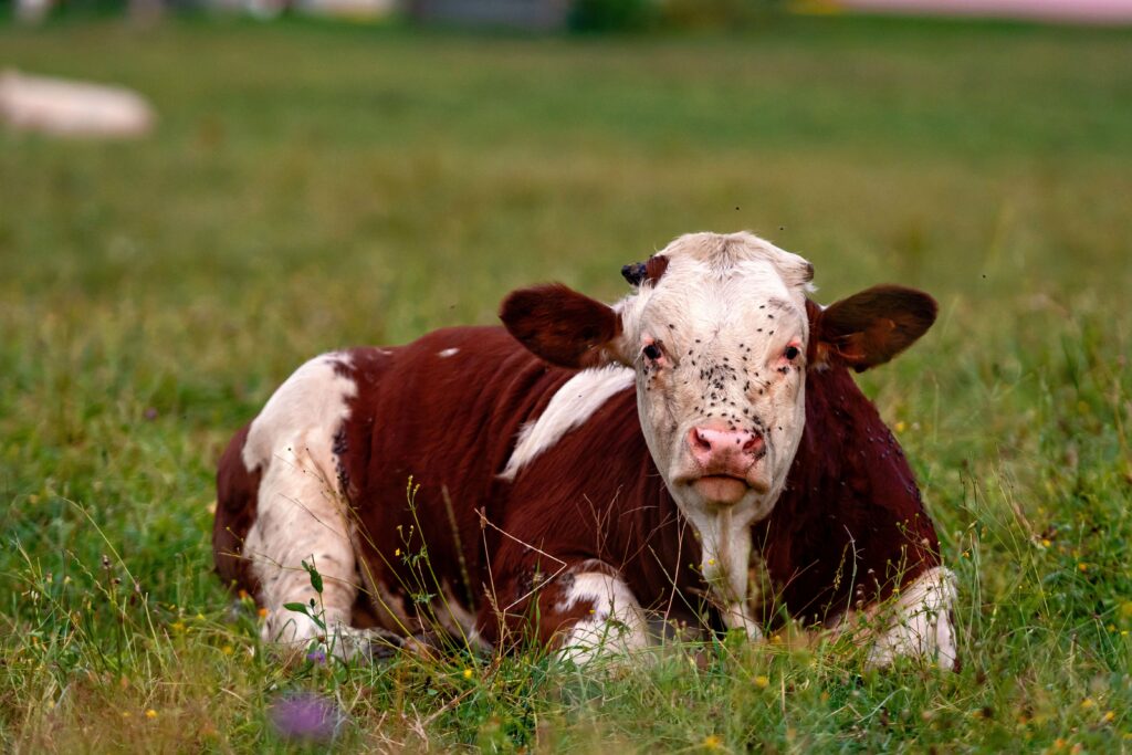 Rebaño de vacas en un pueblo de montaña